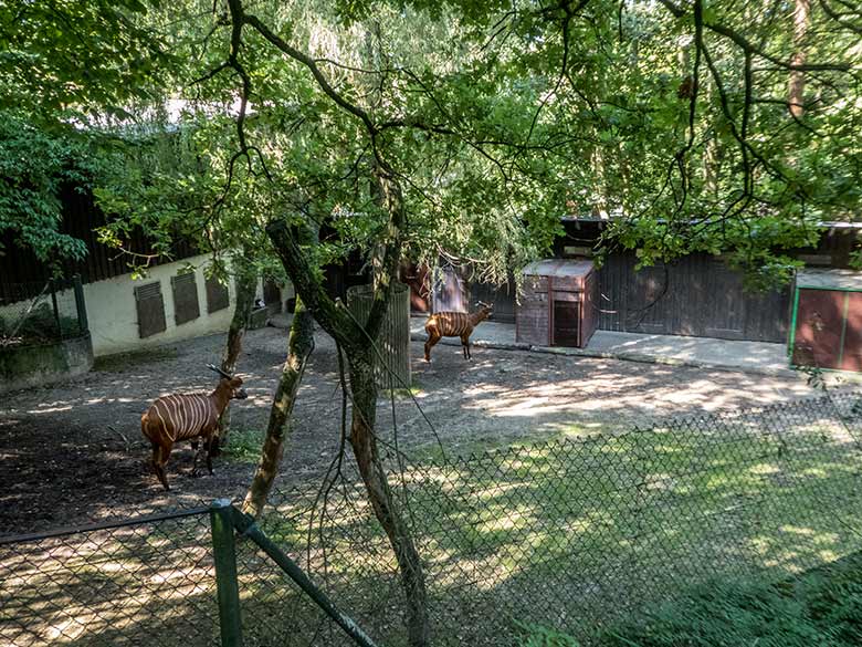 Die zwei jüngeren Bongos beäugten am 24. August 2019 mit Abstand die beiden Transportkisten auf der Bongo-Außenanlage im Zoo Wuppertal
