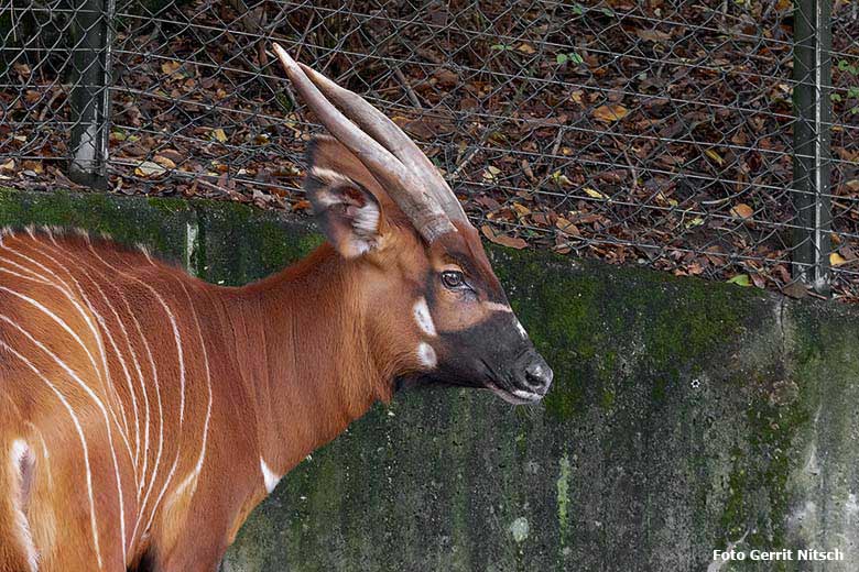Bongo-Weibchen NYERI am 7. Oktober 2019 auf der Außenanlage im Zoologischen Garten Wuppertal (Foto Gerrit Nitsch)