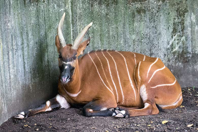 Bongo-Weibchen NYERI am 22. August 2020 in der Beton-Ecke der Außenanlage im Grünen Zoo Wuppertal