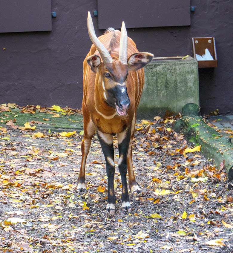 Bongo-Weibchen NYERI am 31. Oktober 2020 auf der Außenanlage im Zoologischen Garten der Stadt Wuppertal