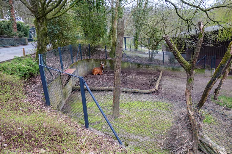 Bongo Weibchen NYERI am 4. April 2021 auf der Außenanlage im Wuppertaler Zoo