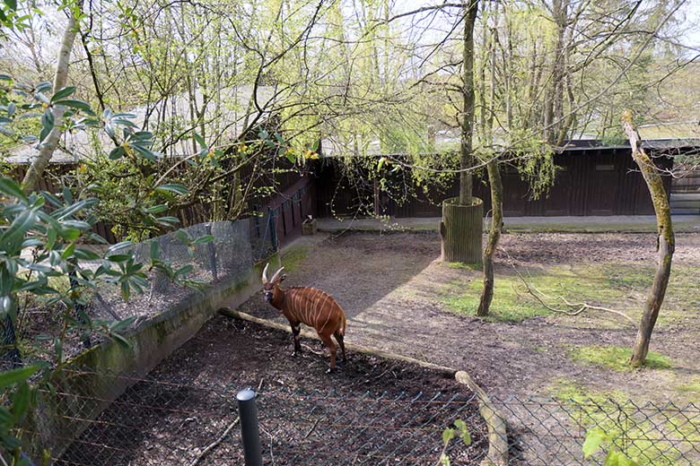 Bongo Weibchen NYERI am 16. April 2021 auf der Außenanlage im Zoologischen Garten Wuppertal