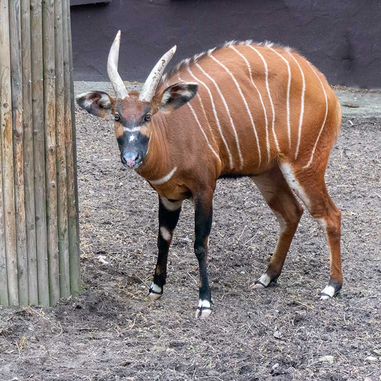 Bongo Weibchen NYERI am 30. April 2021 auf der Außenanlage im Zoologischen Garten der Stadt Wuppertal