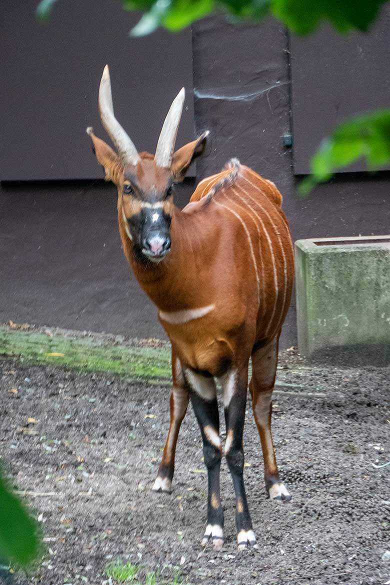 Weiblicher Bongo NYERI am 4. August 2021 auf der Außenanlage im Grünen Zoo Wuppertal