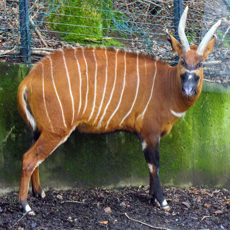 Weiblicher Bongo NYERI am 30. Januar 2022 im Grünen Zoo Wuppertal