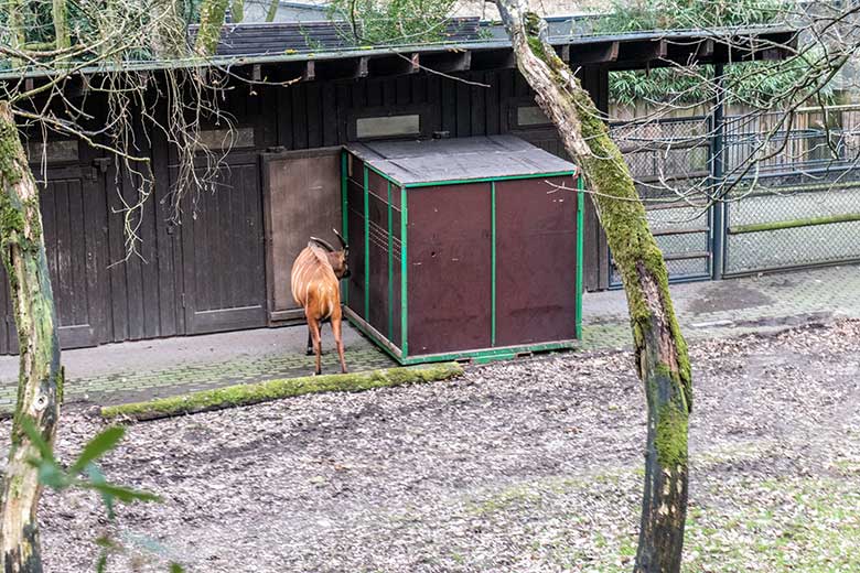 Weiblicher Bongo NYERI neben einer Transport-Kiste am 16. Februar 2023 vor dem Stall-Gebäude im Grünen Zoo Wuppertal