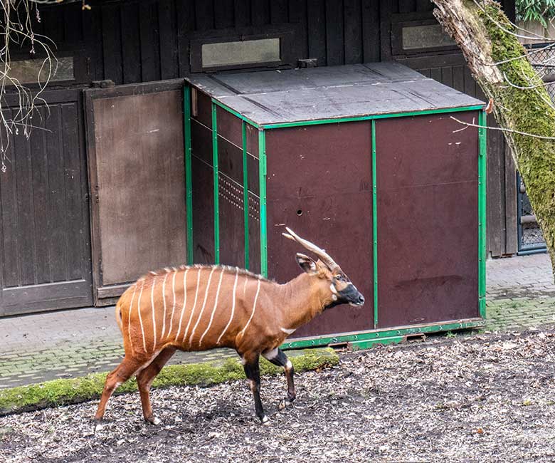 Weiblicher Bongo NYERI vor einer Transport-Kiste am 16. Februar 2023 vor dem Stall-Gebäude im Wuppertaler Zoo