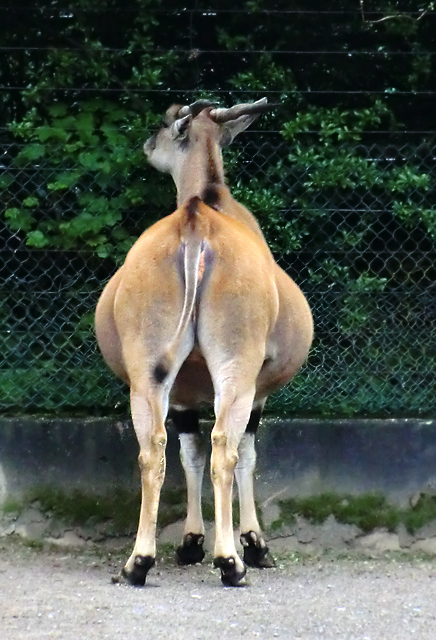 Trächtige Elenantilope im Wuppertaler Zoo am 29. April 2011