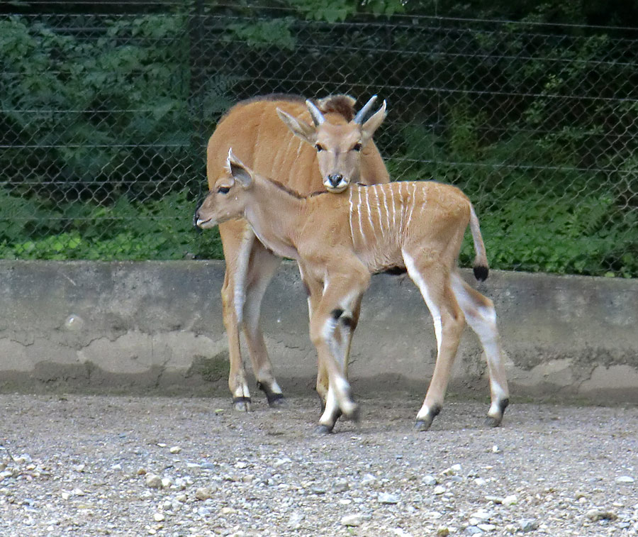 Junge Elenantilopen im Zoo Wuppertal am 24. Juni 2011