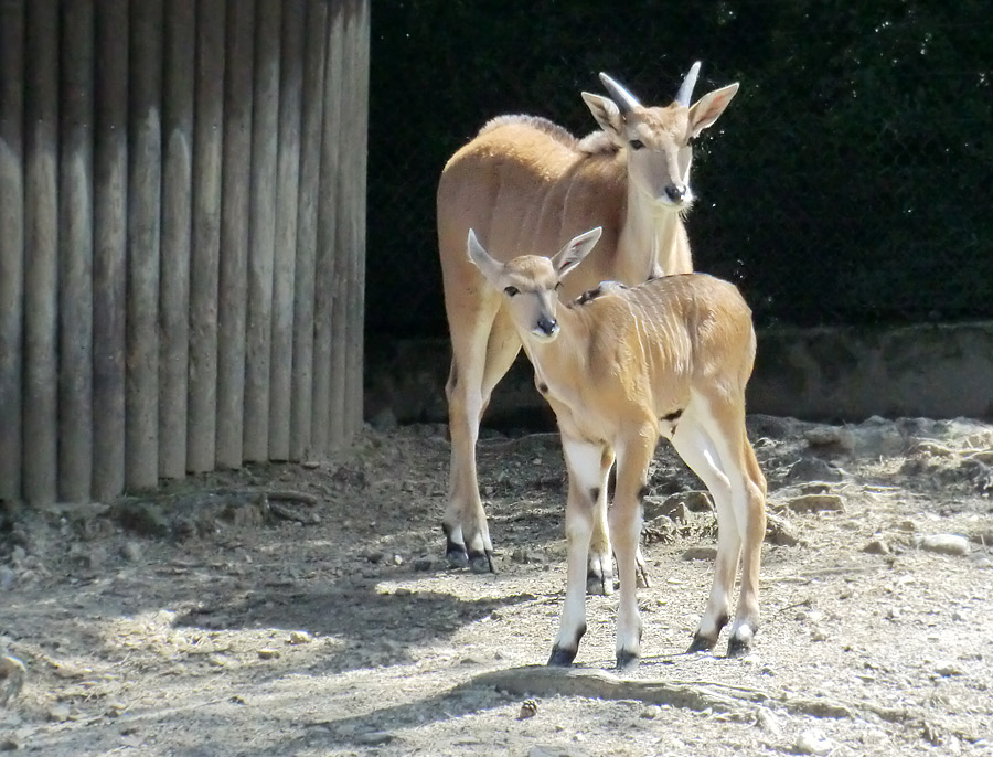 Junge Elenantilopen im Wuppertaler Zoo am 24. Juni 2011