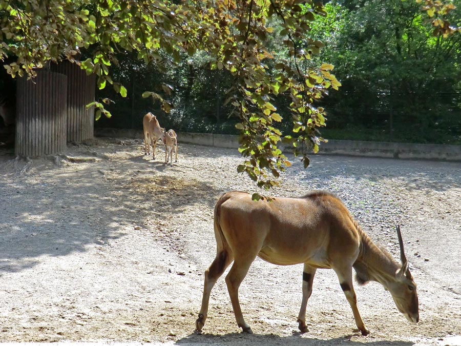 Elenantilopen im Wuppertaler Zoo am 24. Juni 2011