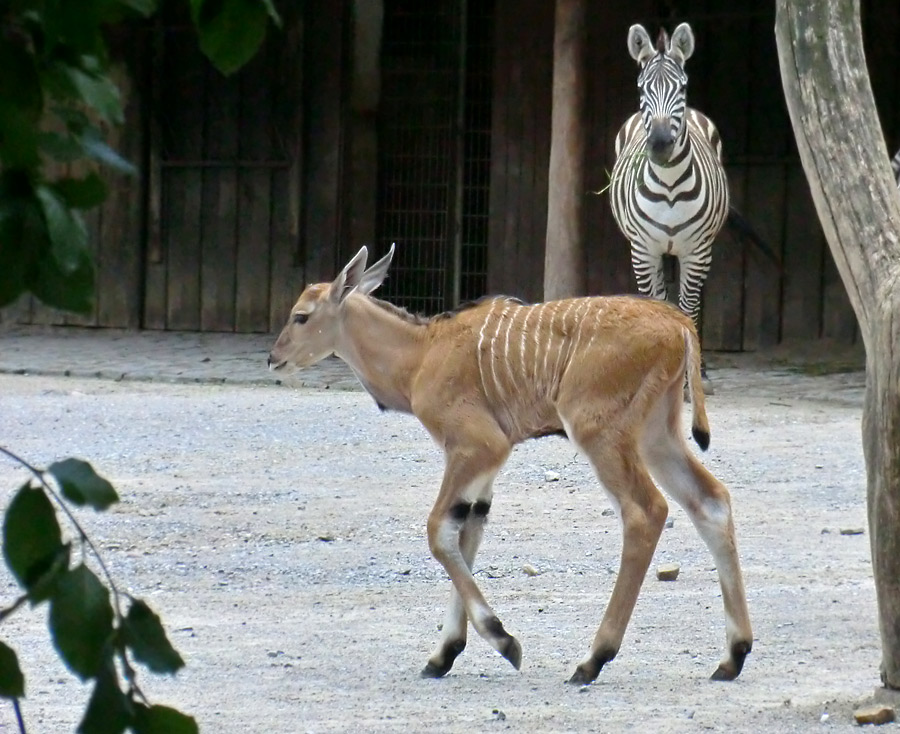 Junge Elenantilope vor einem Böhm-Zebra im Wuppertaler Zoo am 24. Juni 2011