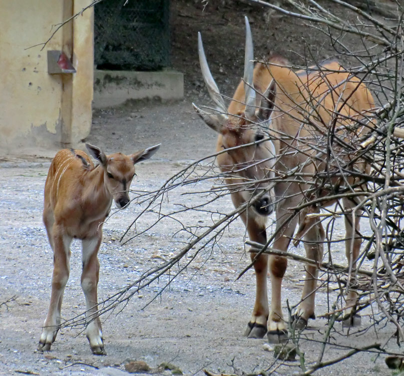 Junge Elenantilope im Wuppertaler Zoo am 24. Juni 2011