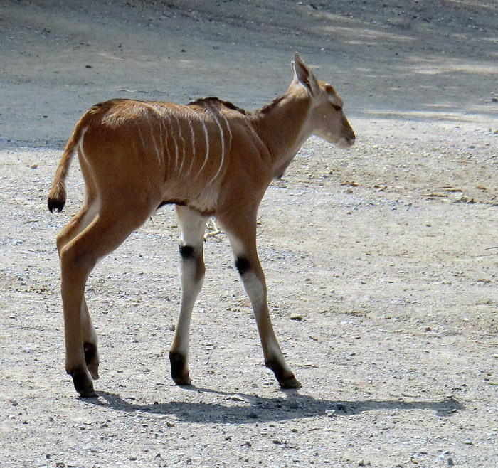 Junge Elenantilope im Wuppertaler Zoo am 24. Juni 2011