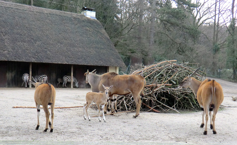 Elenantilopen im Zoologischen Garten Wuppertal am 14. Januar 2012