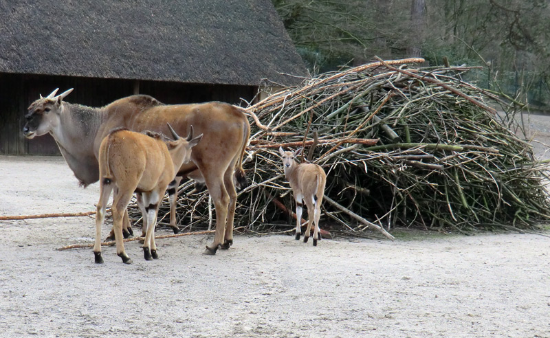 Elenantilopen im Zoo Wuppertal am 14. Januar 2012