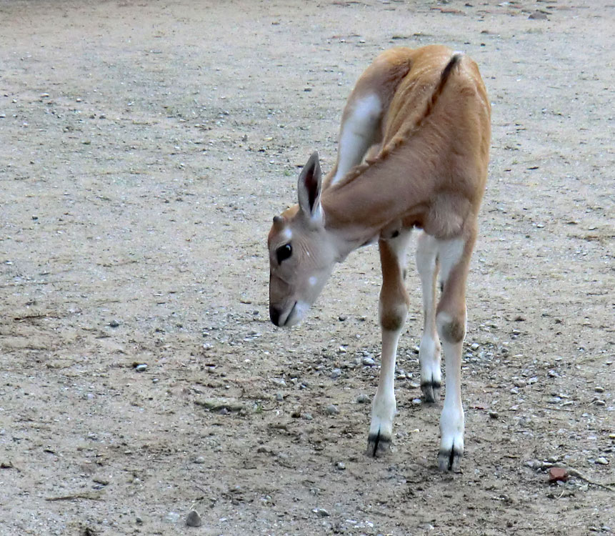 Junge Elenantilope im Zoo Wuppertal am 14. Januar 2012