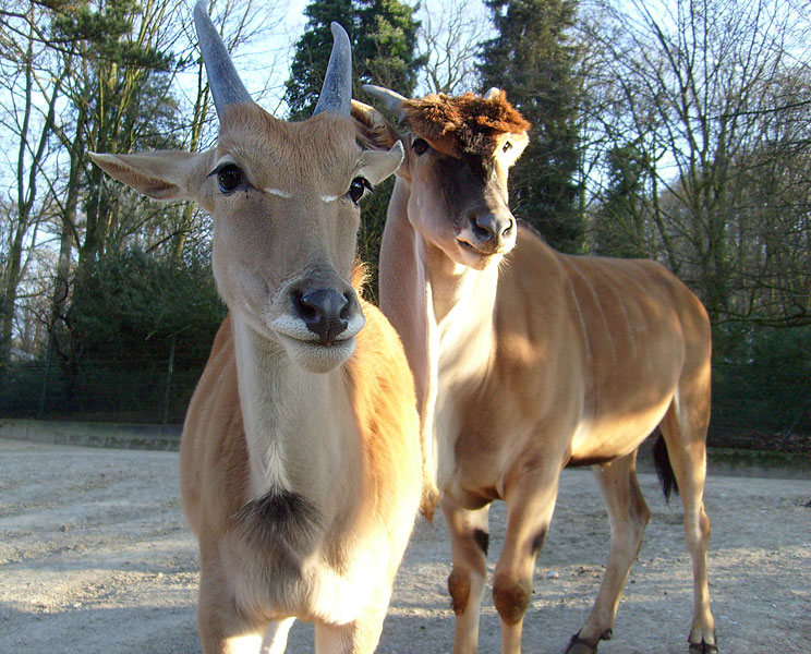 Elenantilopen im Zoo Wuppertal im Dezember 2008