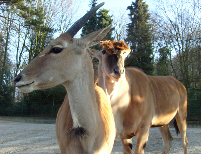 Elenantilopen im Zoologischen Garten Wuppertal im Dezember 2008