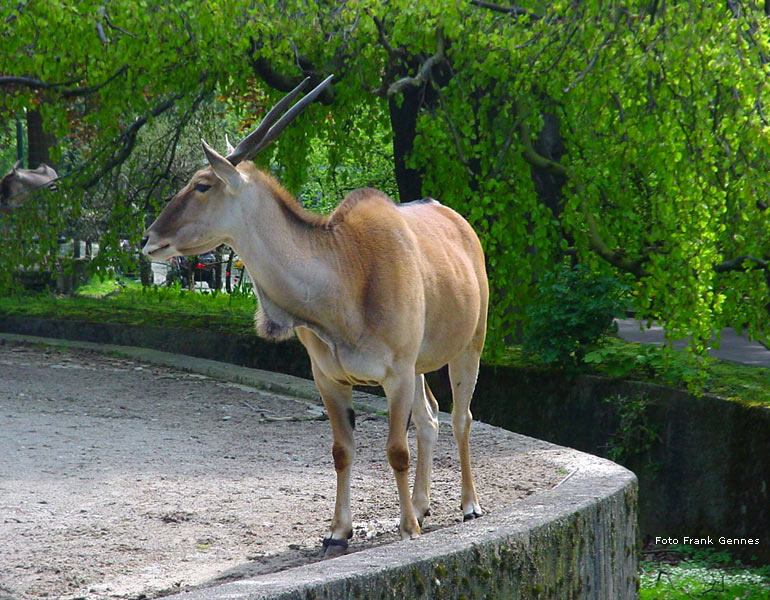 Weibliche Elenantilope im Zoo Wuppertal im Mai 2008 (Foto Frank Gennes)