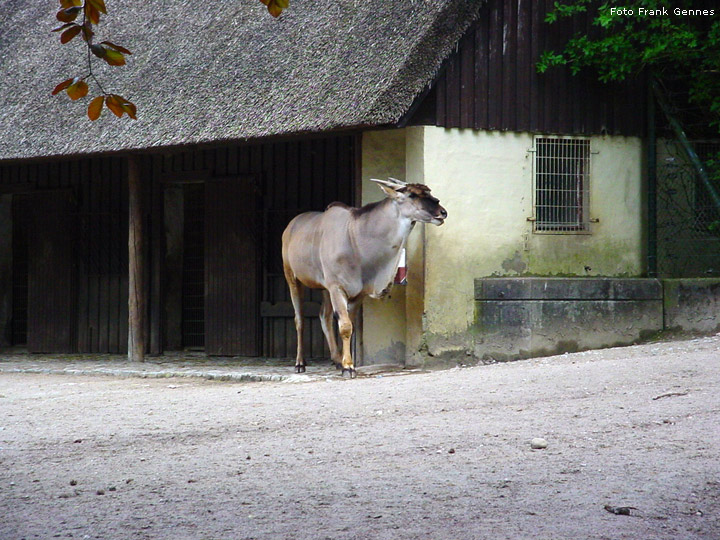 Männliche Elenantilope im Zoologischen Garten Wuppertal im Mai 2008 (Foto Frank Gennes)