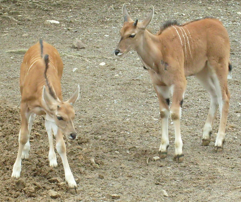 Junge Elenantilopen im Wuppertaler Zoo im März 2009