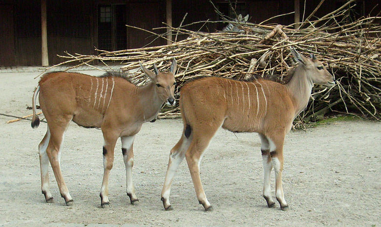 Junge Elenantilopen im Zoo Wuppertal im April 2009