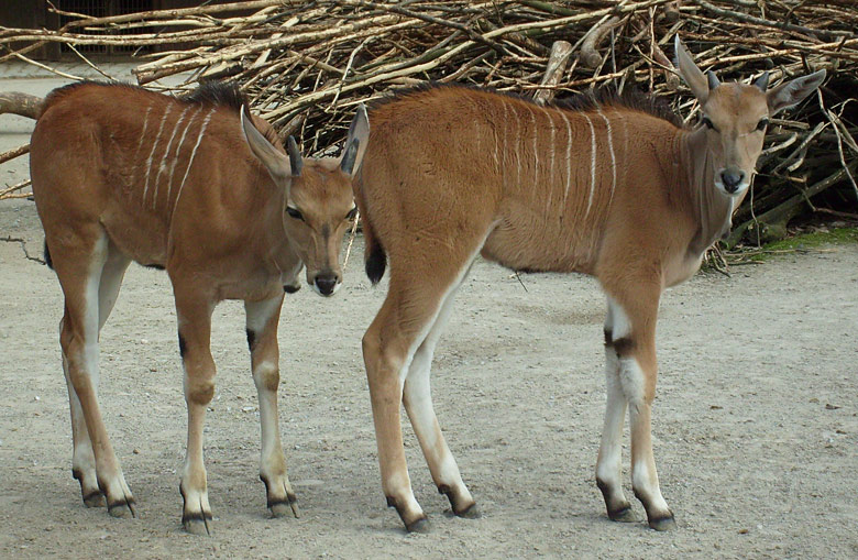 Jungtiere bei den Elenantilopen im Wuppertaler Zoo im April 2009