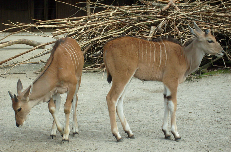 Junge männliche Elenantilopen im Zoologischen Garten Wuppertal im April 2009