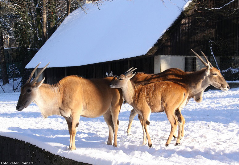 Elenantilopen im Wuppertaler Zoo im Januar 2009 (Foto Peter Emmert)