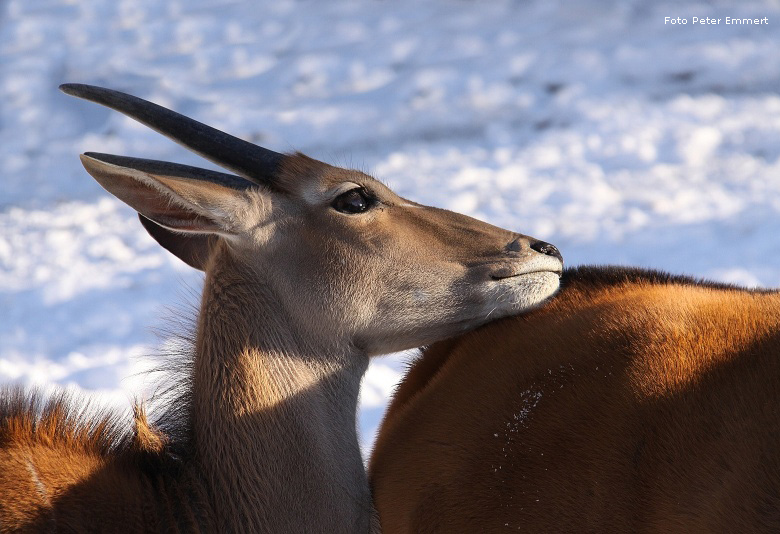 Elenantilope im Zoo Wuppertal im Januar 2009 (Foto Peter Emmert)