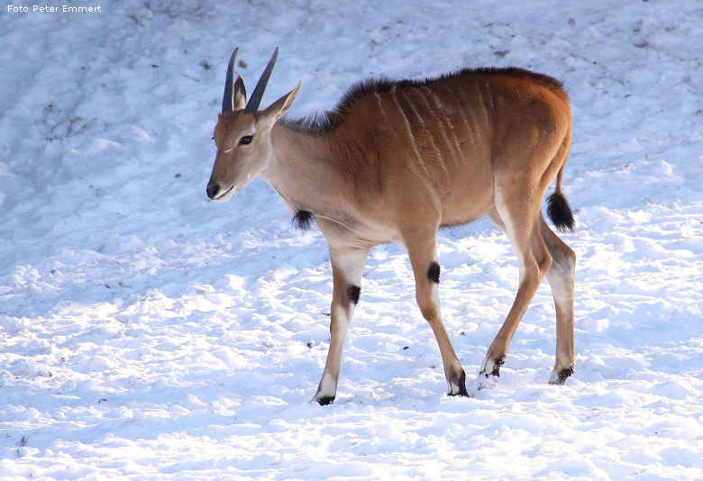 Junge Elenantilope im Schnee im Zoologischen Garten Wuppertal im Januar 2009 (Foto Peter Emmert)