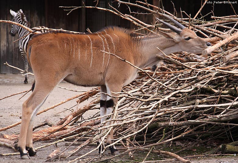 Elenantilope im Zoologischen Garten Wuppertal im Februar 2009 (Foto Peter Emmert)