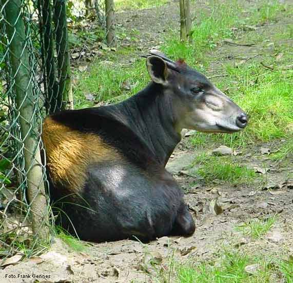 Gelbrückenducker im Wuppertaler Zoo im Juni 2004 (Foto Frank Gennes)