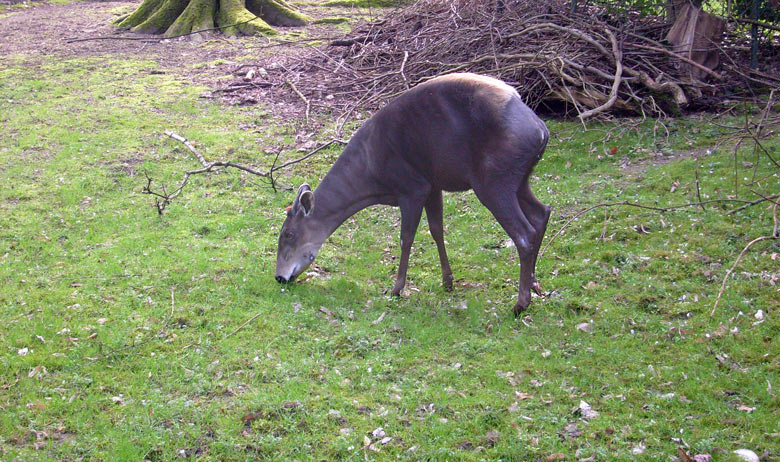 Gelbrückenducker im Zoologischen Garten Wuppertal im April 2009