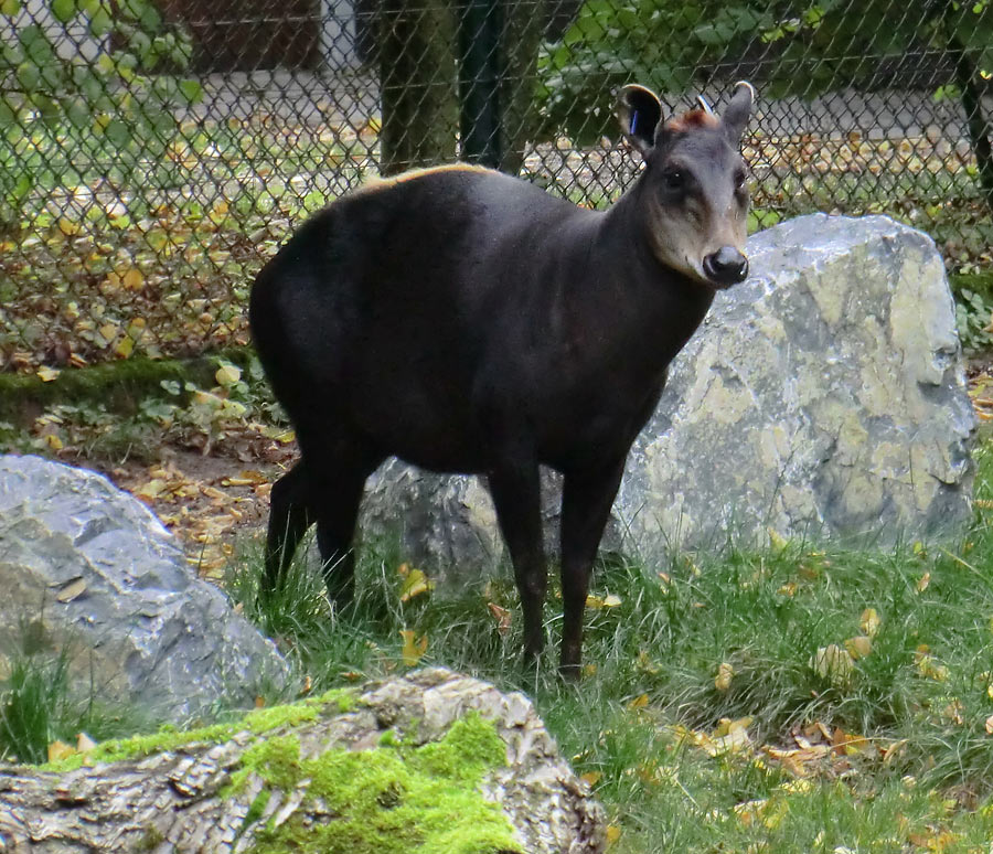 Gelbrückenducker im Zoologischen Garten Wuppertal im Oktober 2012