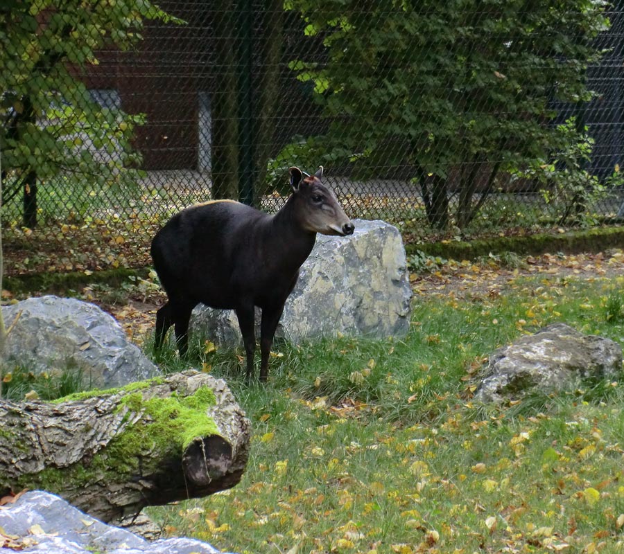 Gelbrückenducker im Wuppertaler Zoo im Oktober 2012