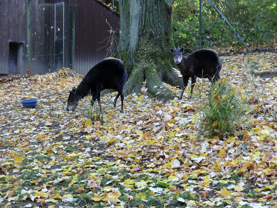 Gelbrückenducker im Wuppertaler Zoo im Oktober 2012