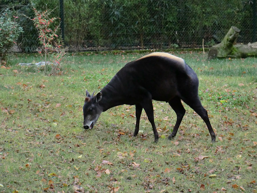 Gelbrückenducker im Zoologischen Garten Wuppertal im November 2012