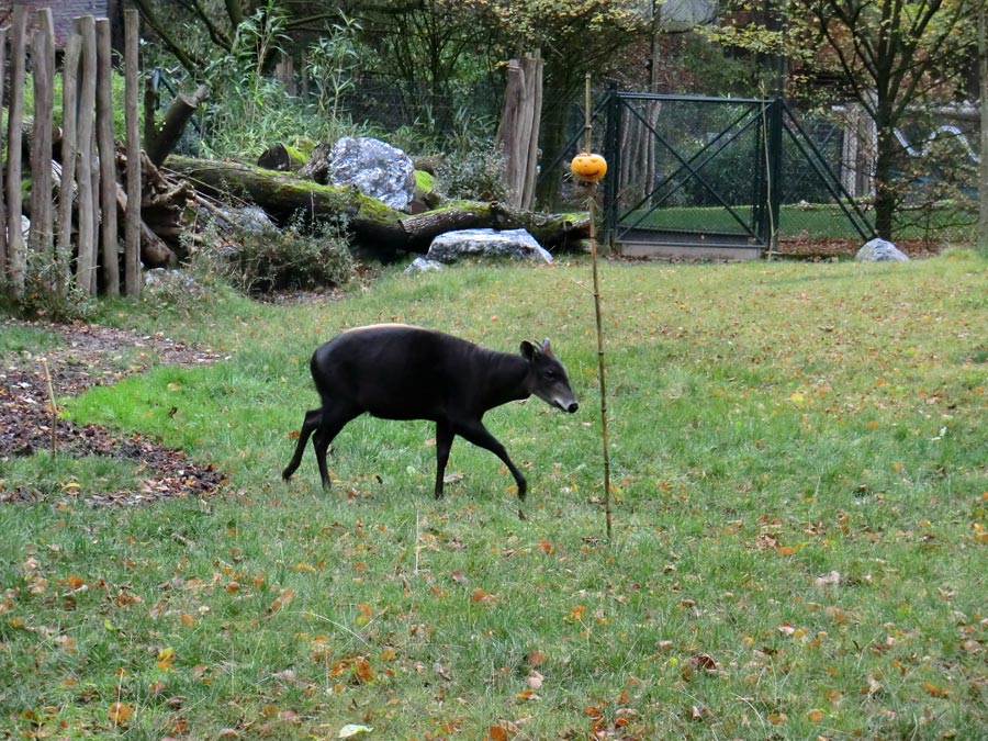 Gelbrückenducker im Zoo Wuppertal im November 2012
