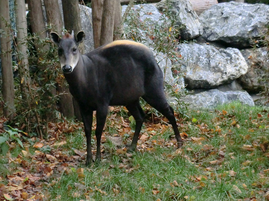 Gelbrückenducker im Zoologischen Garten Wuppertal im November 2012