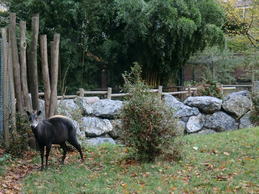 Gelbrückenducker im Wuppertaler Zoo im November 2012