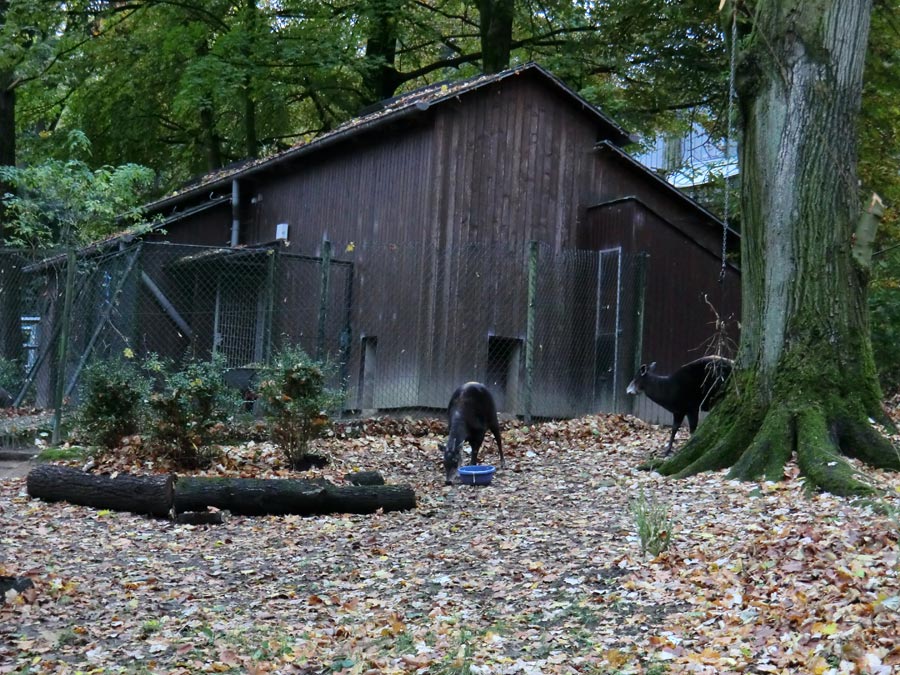 Gelbrückenducker im Wuppertaler Zoo im November 2012