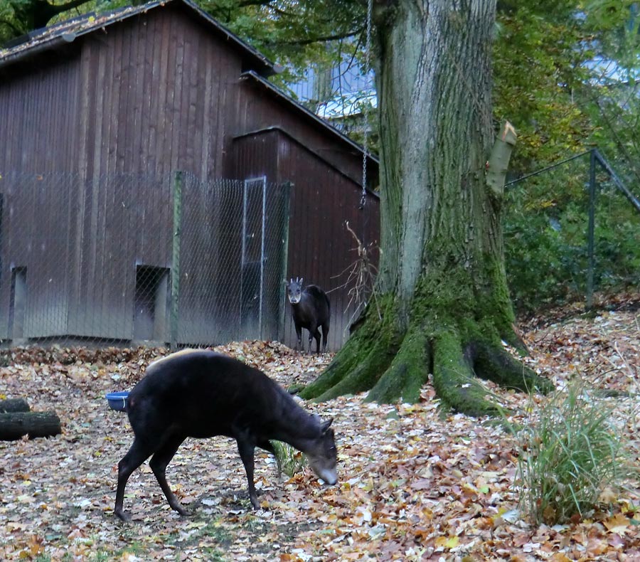 Gelbrückenducker im Zoologischen Garten Wuppertal im November 2012