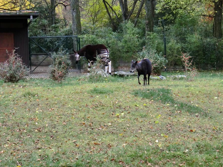Gelbrückenducker im Wuppertaler Zoo im November 2012