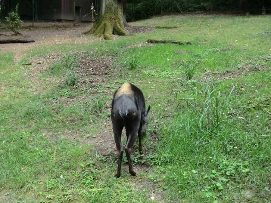 Gelbrückenducker im Wuppertaler Zoo im Juli 2013