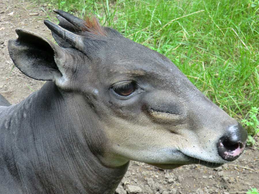 Gelbrückenducker im Zoo Wuppertal im Juli 2014