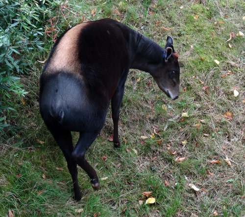 Gelbrückenducker im Herbst 2015 im Zoologischen Garten Wuppertal