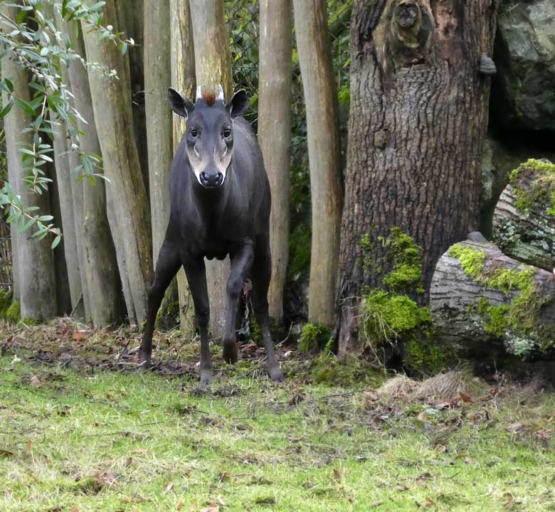 Männlicher Gelbrückenducker HOUDINI am 26. Januar 2018 auf der Außenanlage am Okapihaus im Zoo Wuppertal