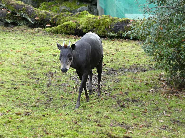 Männlicher Gelbrückenducker HOUDINI am 26. Januar 2018 auf der Außenanlage am Okapihaus im Zoologischen Garten der Stadt Wuppertal